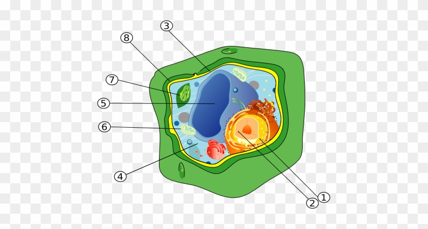 Bibliothèque Virtuelle Aide-mémoire - Vacuole In Plant Cell #735258