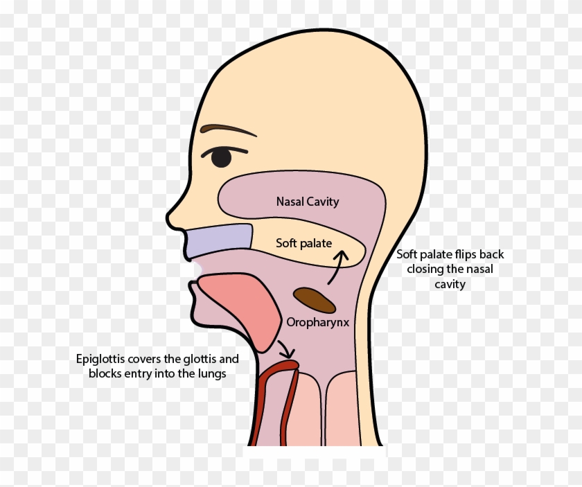The Journey Of The Bolus Immediately After Triggering - Swallow Soft Palate #736022