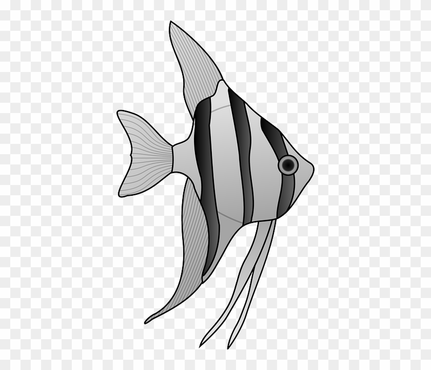 Animals, Outline, Drawing, Cartoon, Angel, Fish - White And Black Angel Fish #736331