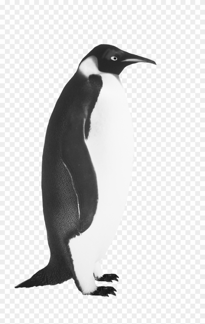 Funny Penguin Clip Art - Realistic Penguin Clip Art #736894