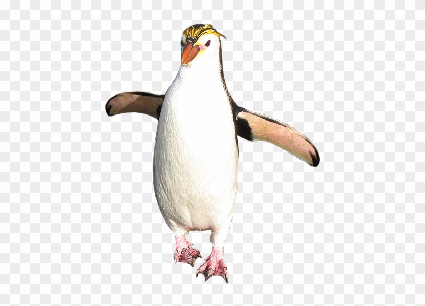 Emperor Penguin Clipart Rockhopper Penguin - Macaroni Penguin White Background #736897
