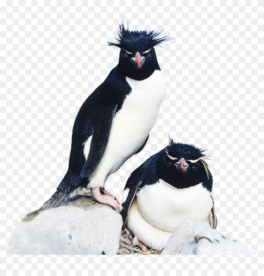 Emperor Penguin Clipart Rockhopper Penguin - Rockhopper Penguins 100 Page Lined Journal: Blank 100 #736914