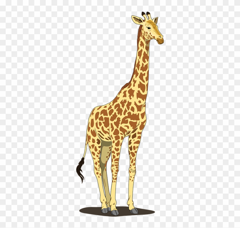 Close Up Giraffe Images - Giraffe Clipart Png #737104