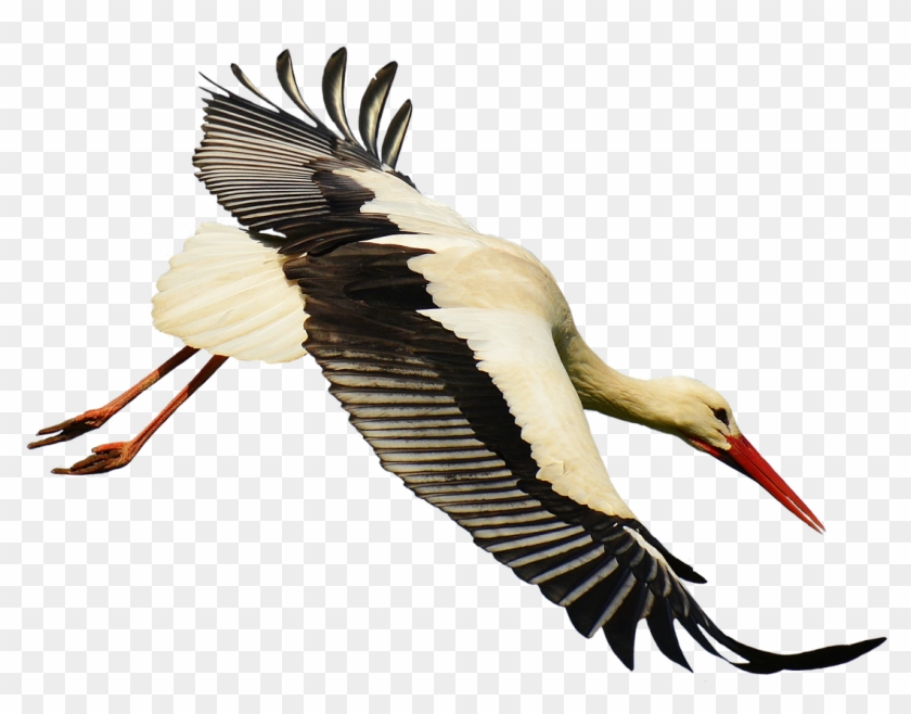 White Stork Bird Common Crane Feather Clip Art - White Stork Bird Common Crane Feather Clip Art #737944