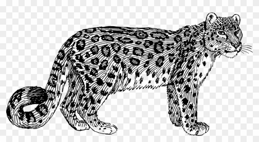 Snow Leopard Cliparts - Drawing Of A Leopard #738128