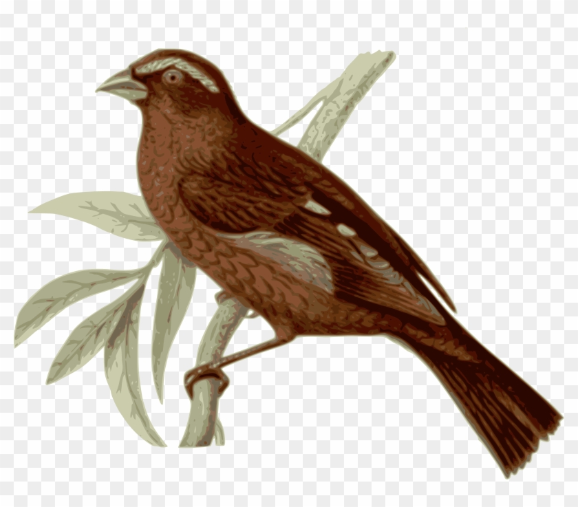 Bird Vinaceous Rosefinch Feather Clip Art - Bird Vinaceous Rosefinch Feather Clip Art #739003