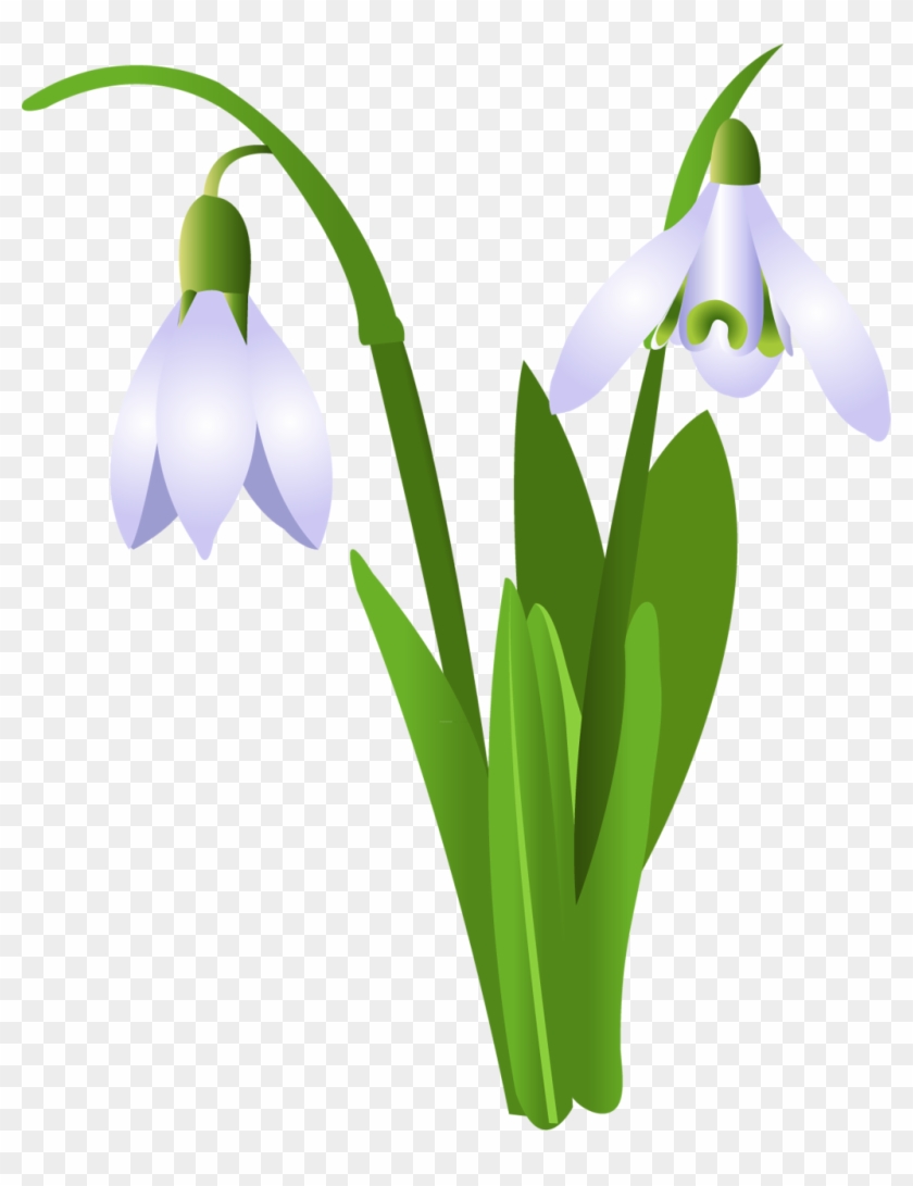 Snowdrop Flower Clip Art - Snowdrop Flower Clip Art #739694