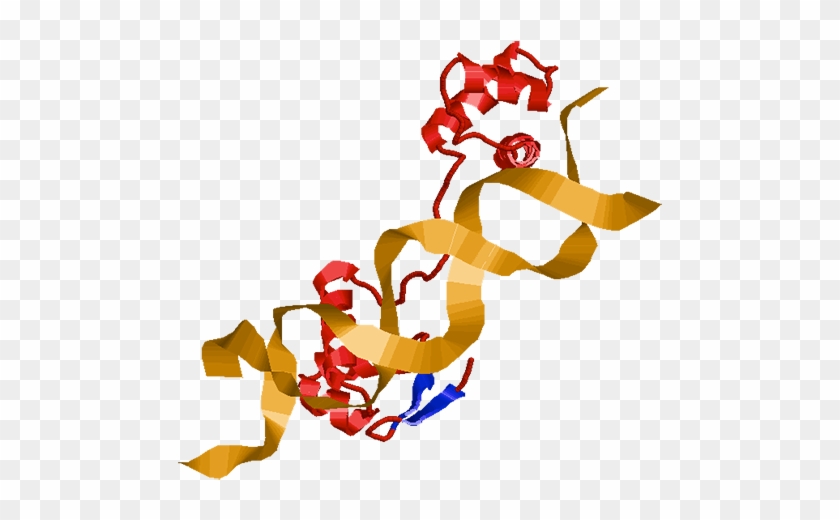 Pax6 Was First Identified From Patients With Aniridia - Illustration #739890