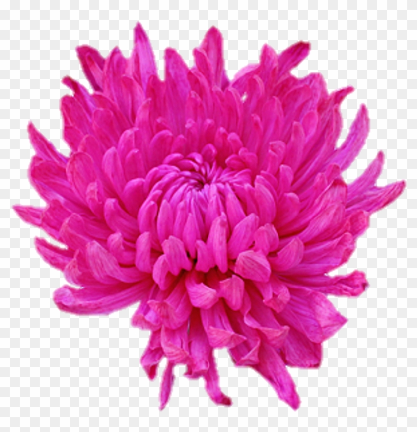 Dahlia Flower Clip Art - Dahlia Flower Clip Art #740270