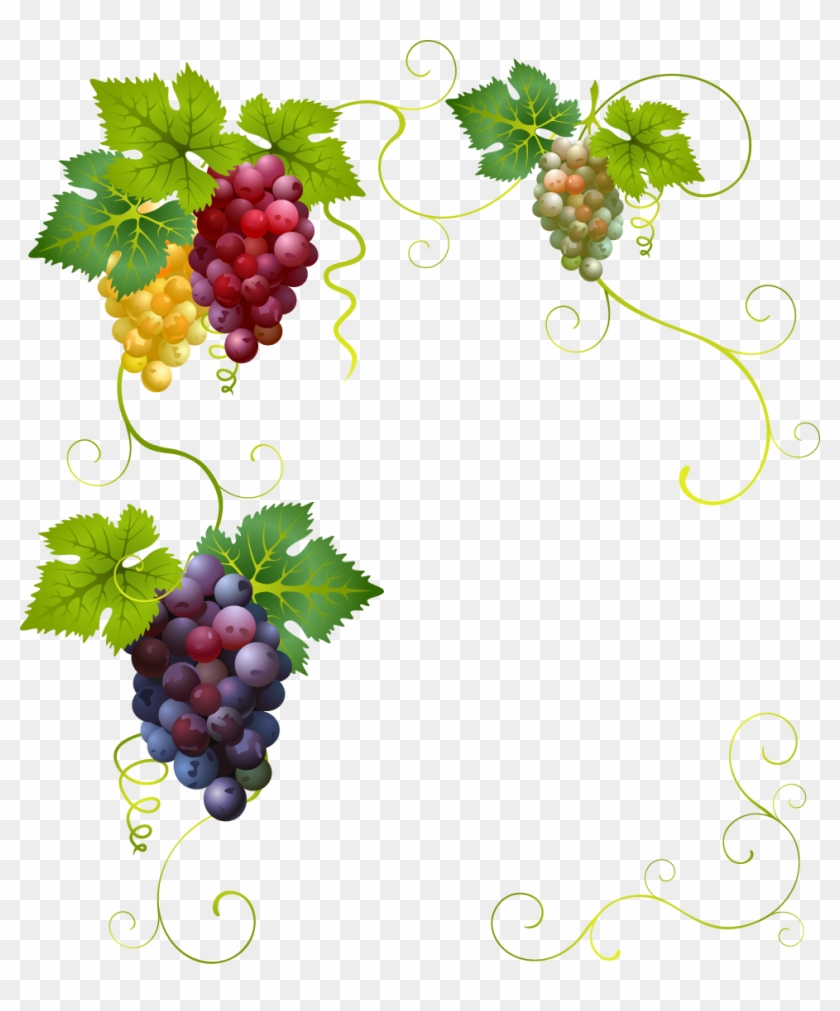 Wine Grape Divertimento Clip Art - Border Grape Vines Clip Art #740136