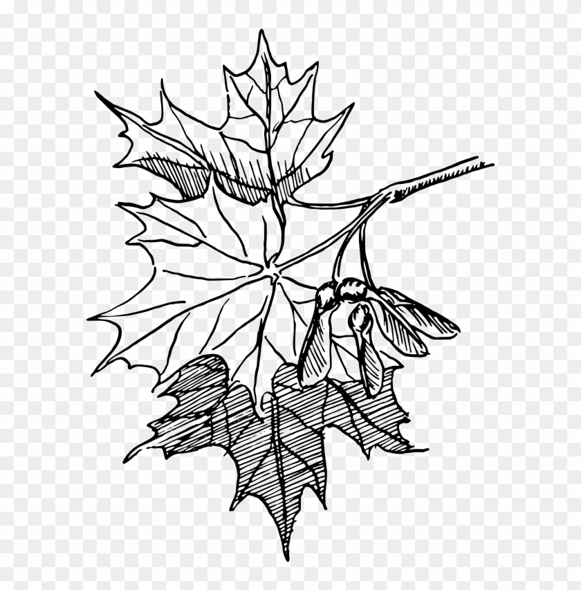 Botany Pictures - Sugar Maple Clip Art #740153