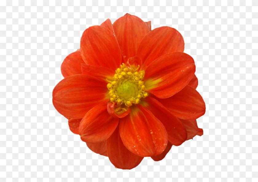 Dahlia Cut Flowers Raster Graphics Clip Art - Dahlia Cut Flowers Raster Graphics Clip Art #740309