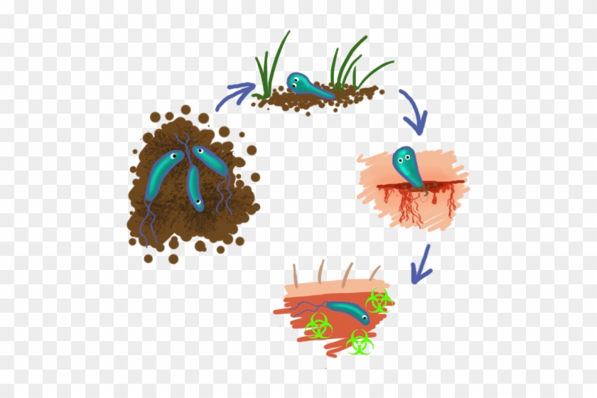 Clostridium Tetani - Clostridium Tetani Png #740623