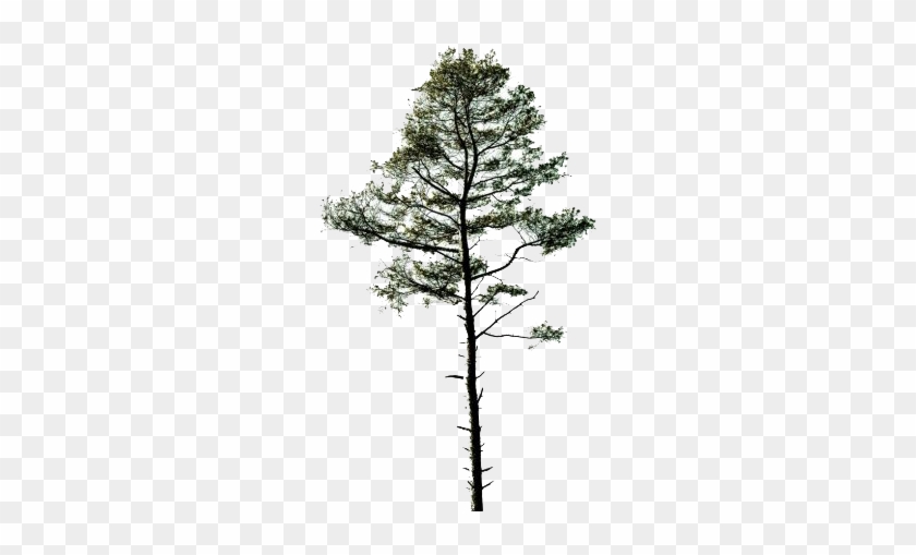 Cartoon Pine Tree Png For Kids - Archaeopteris #741060