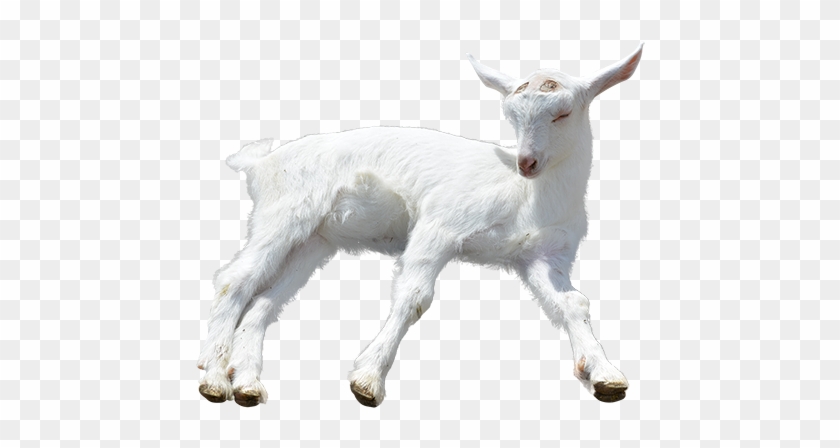 Goat Png Transparent Goat - Transparent Background Baby Goats Png #741216
