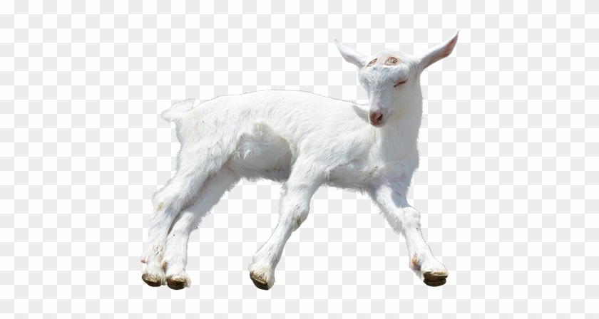 goat png images