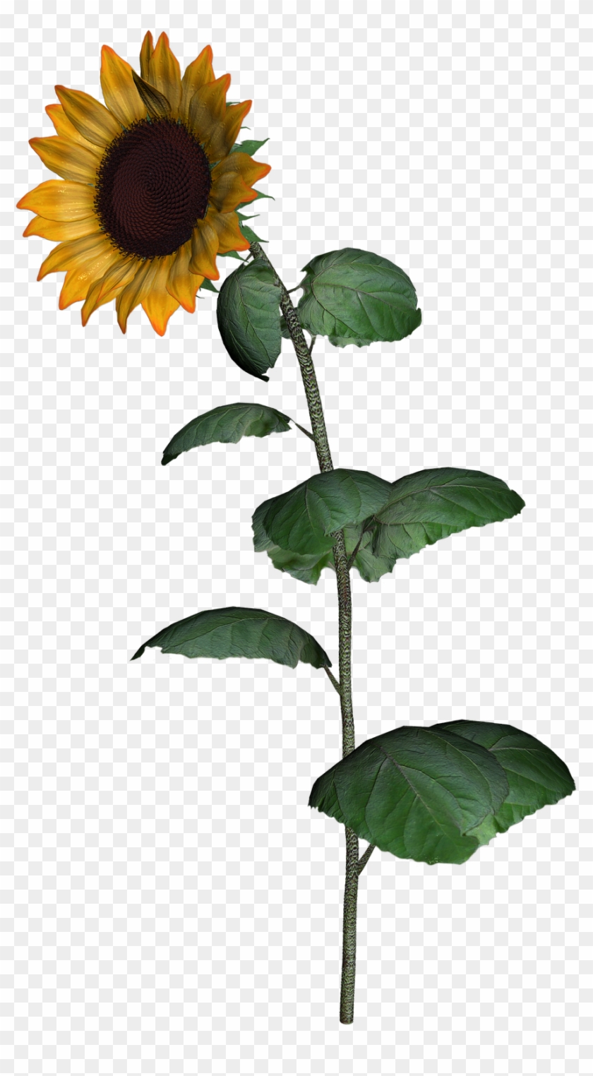 Common Sunflower Sunflower Seed Clip Art - Common Sunflower Sunflower Seed Clip Art #741716