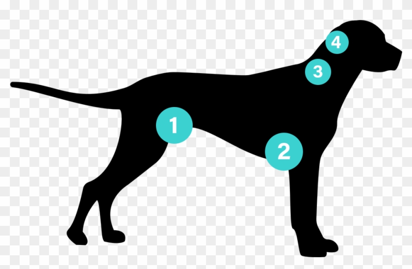 Areas To Check On A Dog For Fleas - Dog #741741