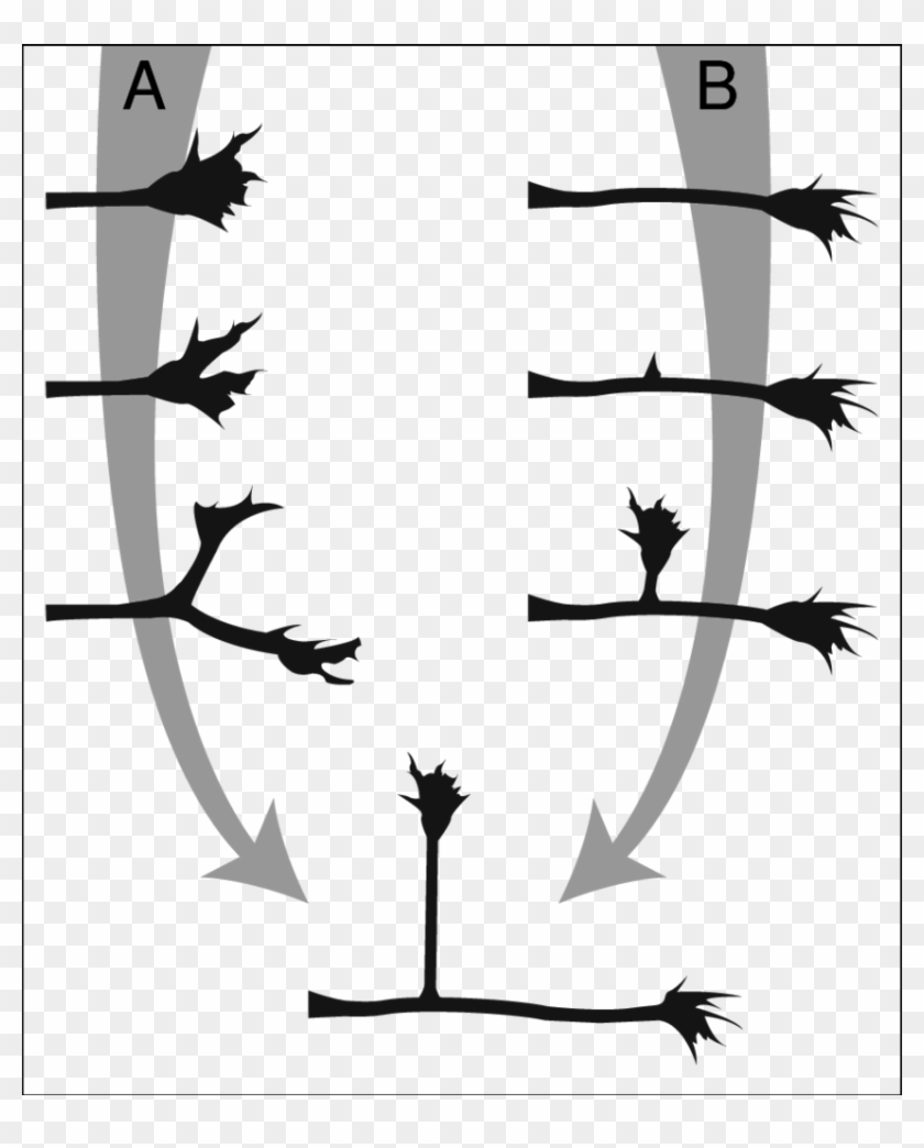 Two Different Mechanisms For Axon Branching - Silhouette #741792