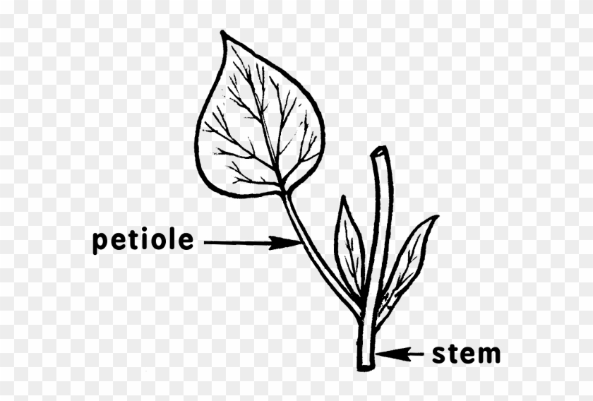 3 Inches Across - Petiole Definition #741806