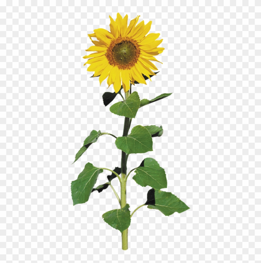 Common Sunflower Sunflower Seed Clip Art - Common Sunflower Sunflower Seed Clip Art #741860