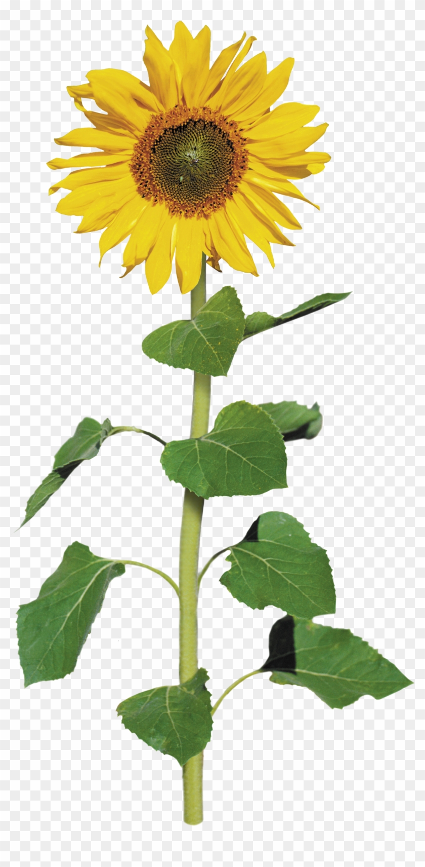 Common Sunflower Archive File Clip Art - Common Sunflower Archive File Clip Art #742613