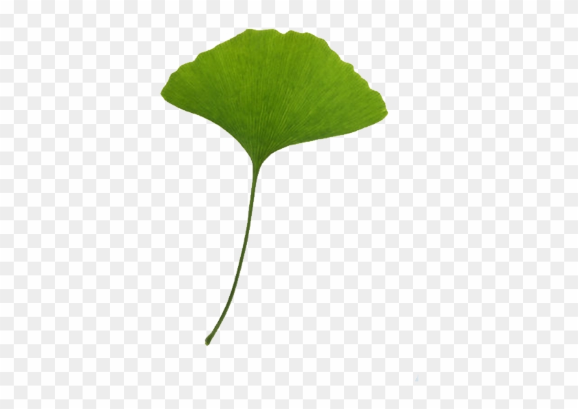 Leaf Ginkgo Biloba Download Clip Art - Leaf Ginkgo Biloba Download Clip Art #742330