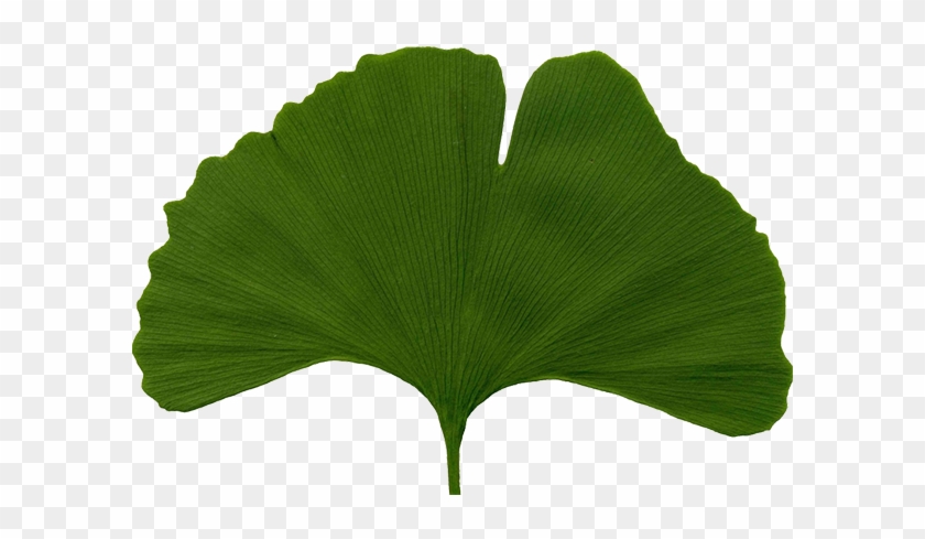 Homeopathy - Ginkgo Biloba Leaf #742348