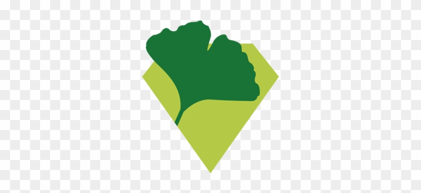 Ginkgo Biloba - Illustration #742500