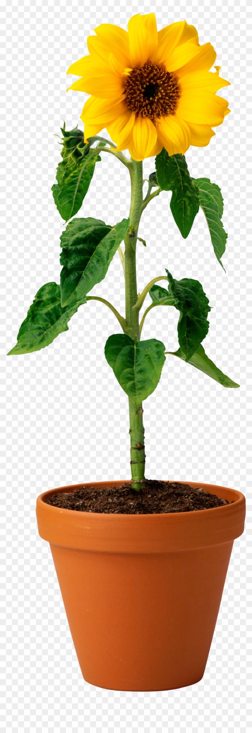 Common Sunflower Clip Art - Common Sunflower Clip Art #743048