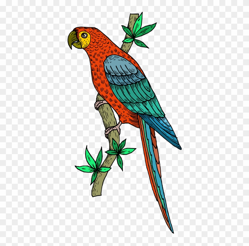 Parrot Clipart, - Parrot Art Clip #743278