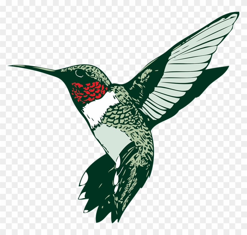 Humming Bird Clipart - Free Hummingbird Clip Art #743302