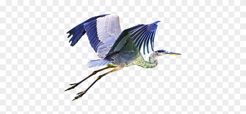Bird Clip Art - Blue Heron Flying Clipart #743309