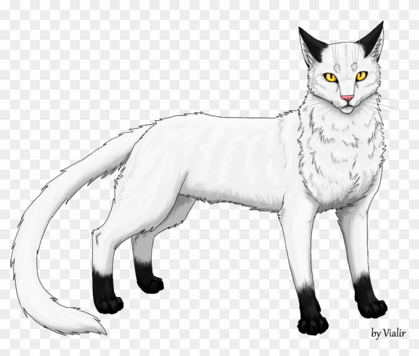 Blackstar Reddy Wiki Fandom Powered By Wikia - Warrior Cats Shadowclan Blackstar #743473