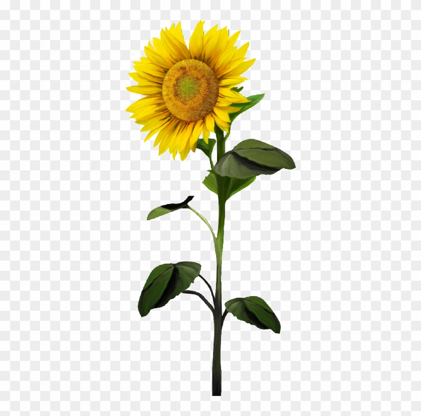 Common Sunflower Clip Art - Common Sunflower Clip Art #743488