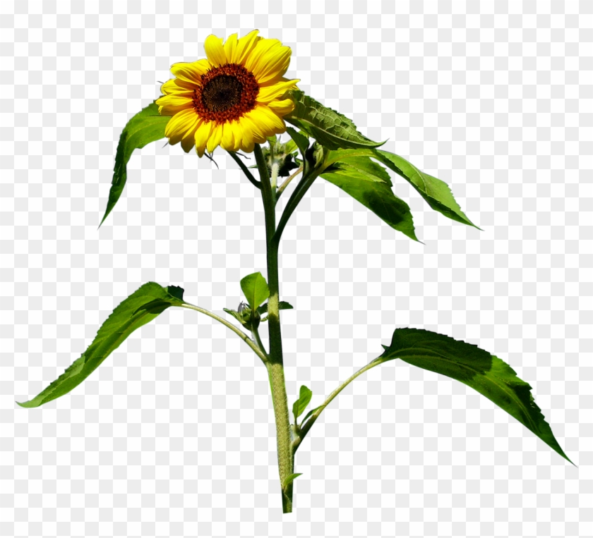 Common Sunflower Yellow Clip Art - Common Sunflower Yellow Clip Art #743509