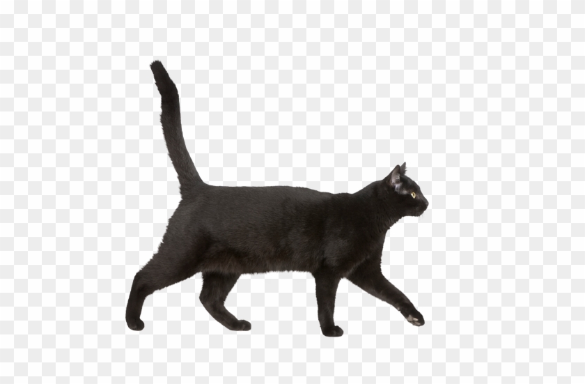 Black Cat - Central Pattern Generator Cat #743490