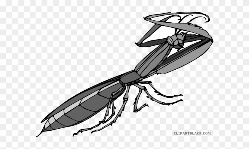 Praying Mantis Animal Free Black White Clipart Images - Mantide Religiosa #743643