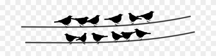 Birds Wire Cable Sitting Birds Birds Birds - Birds Sitting On A Wire Png #743655