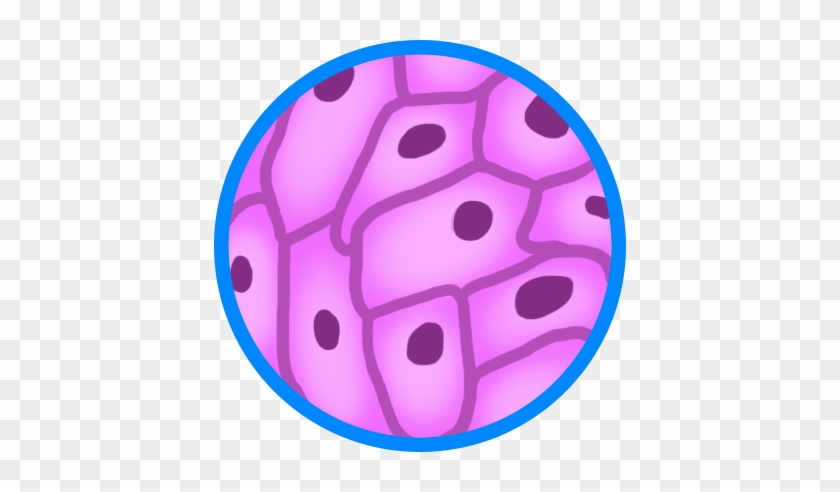 Different Types Of Cells - Epithelioid Shape #744046