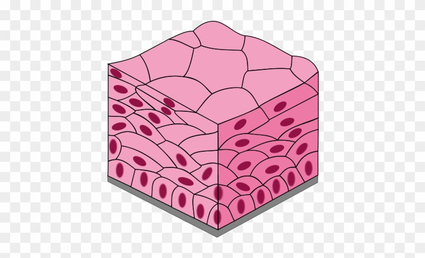 452 × 480 Pixels - Compound Keratinised Epithelial Tissue #744057