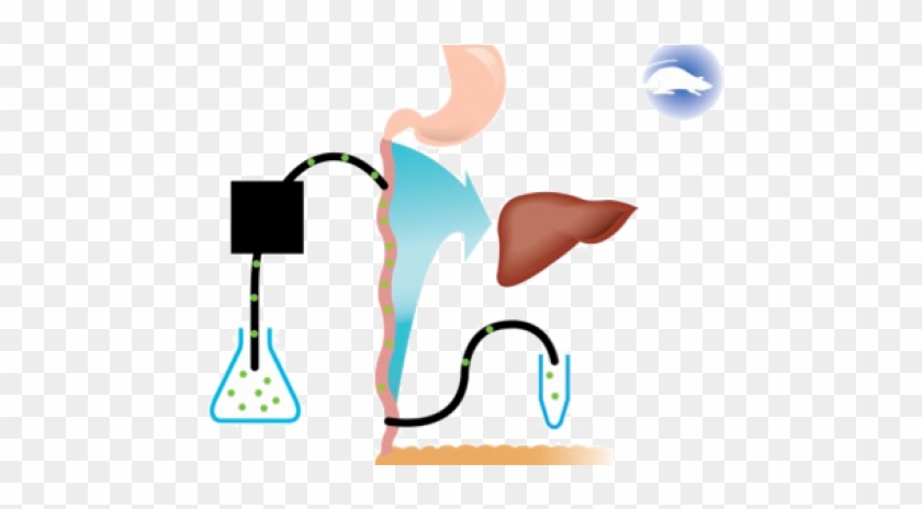 Intestinal Perfusion - Perfusion #744058