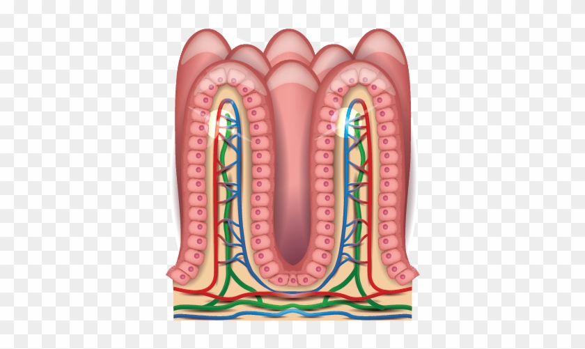 Abnormally Stratified Epithelium Instead Of The Pseudostratified - Small Intestine Villi Labeled #744098