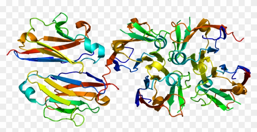 Polymeric Immunoglobulin Receptor #744123