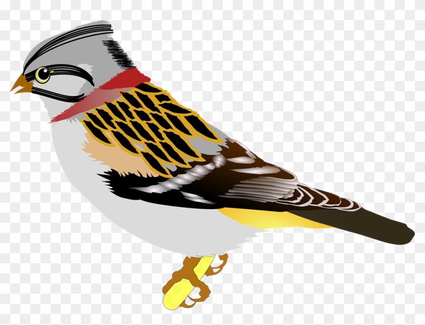 Sparrow Png 21, Buy Clip Art - Birds Clip Art #744182