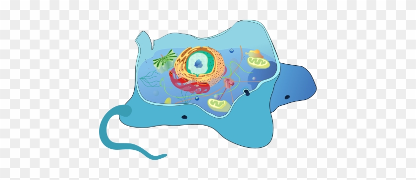 Stylized Cutaway Diagram Of An Animal Cell - Keratinocyte Cell Structure #744191