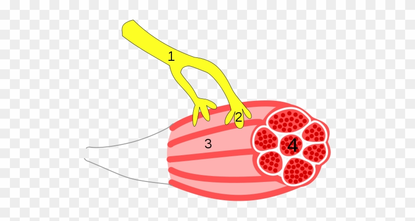 By Synapse Diag3 - Neuromuscular Junction Png #744268