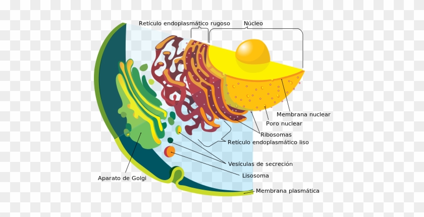 Endomembrane System Diagram Es - Secretory Vesicles Animal Cell #744366