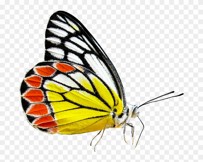 Monarch Butterfly Cartoon 29, Buy Clip Art - Spring Butterflies Transparent Background Yellow #744373