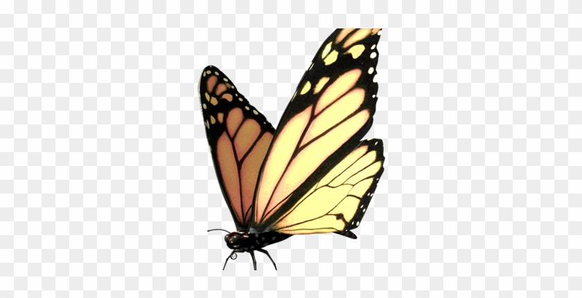 Butterfly-modell - Monarch Butterfly #744509